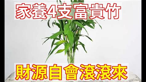 4支富貴竹